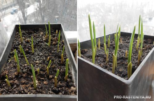 Посадка ярового чеснока под зиму. Можно ли садить яровой чеснок в зиму 02 Посадка ярового чеснока под зиму. Можно ли садить яровой чеснок в зиму 02