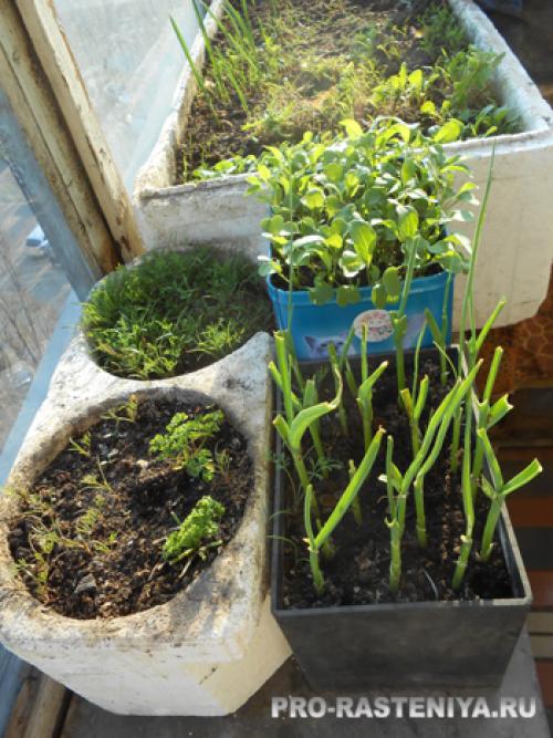 Яровой чеснок на подоконнике. Выращивание чеснока на подоконнике. Фото: посадка и выгонка чеснока на зелень в домашних условиях