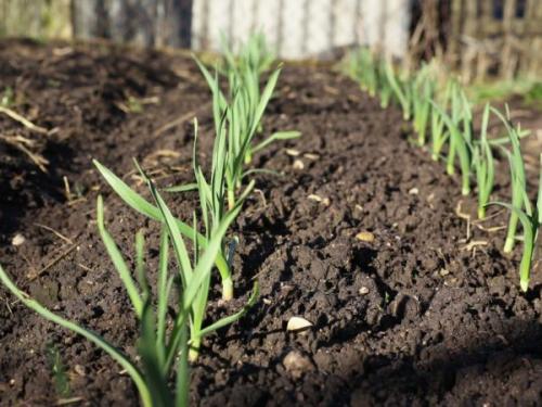 На какую глубину сажать чеснок. Посадка озимого чеснока