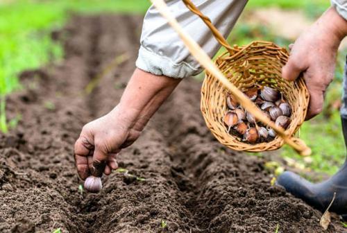 Посадка чеснока в октябре. Когда осенью можно сажать чеснок под зиму, чтобы он успел приняться