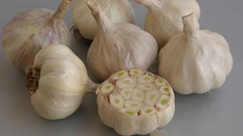 Посадка ярового чеснока. Что такое яровой чеснок и как его правильно выращивать: пошаговое руководство и секреты опытных огородников