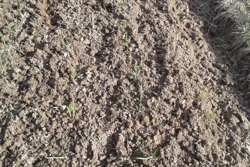 Когда и как сажать озимый чеснок осенью под зиму. Правильно сажаем чеснок осенью