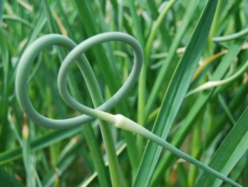 Озимый и яровой чеснок. Другие отличия 04 Озимый и яровой чеснок. Другие отличия 04