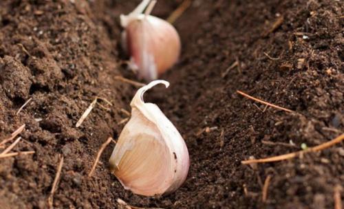 Посадка чеснока в октябре. Когда осенью можно сажать чеснок под зиму, чтобы он успел приняться
