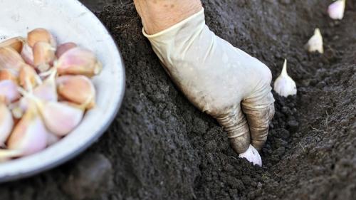 Посадка ярового чеснока. Что такое яровой чеснок и как его правильно выращивать: пошаговое руководство и секреты опытных огородников