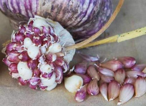 Озимый и яровой чеснок. Другие отличия 02 Озимый и яровой чеснок. Другие отличия 02