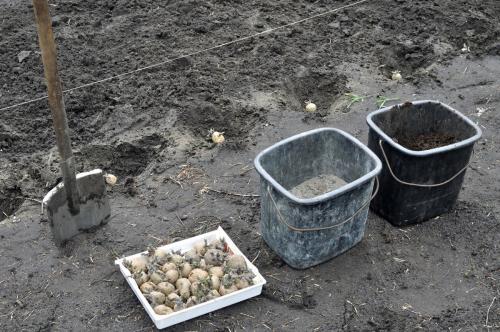 Использование золы, как удобрения 02