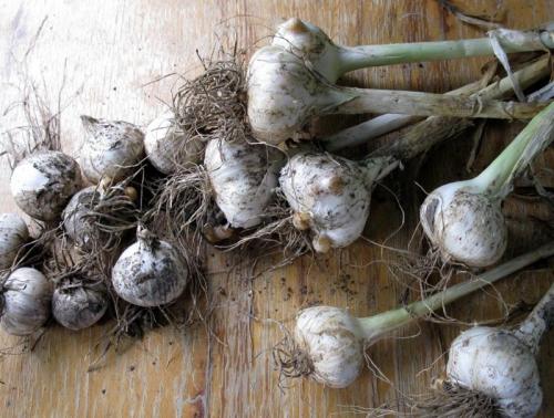Подготовка чеснока к посадке весной. А вы знаете, как подготовить чеснок к посадке