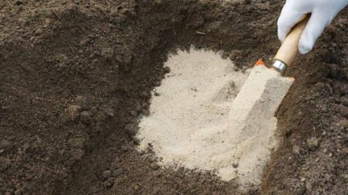 Как быстро посадить чеснок. Как правильно сажать чеснок под зиму