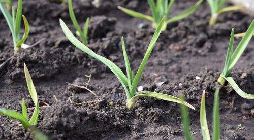 Как посадить озимый чеснок. Правила посадки озимого чеснока для отличного урожая: разбираем по шагам 01