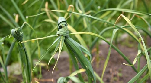 Как посадить озимый чеснок. Правила посадки озимого чеснока для отличного урожая: разбираем по шагам 02