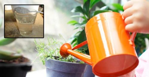 Зола для комнатных растений. Как удобрять комнатные цветы золой