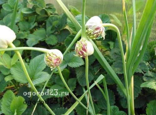 Чеснок из бульбочек за один сезон. Бульбочки чеснока —, что это, как их получить?