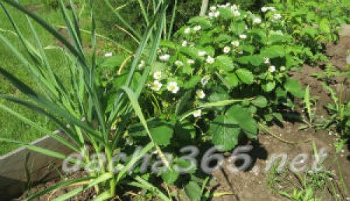 Как выращивать озимый чеснок из семян. Выращивание чеснока в открытом грунте