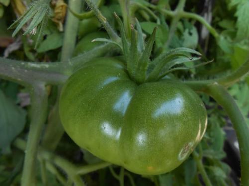 Зольный раствор для подкормки. Зольные растворы 04