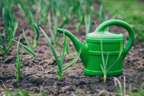 Когда сажать чеснок весной и осенью. Когда сажать чеснок осенью и весной 03 Когда сажать чеснок весной и осенью. Когда сажать чеснок осенью и весной 03