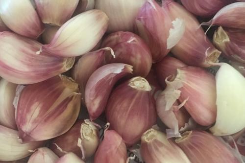 Когда сажать чеснок весной в украине. Выращивание ярового чеснока: 7 важных моментов