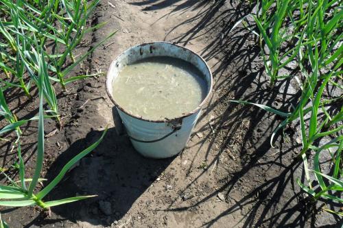 Когда сажать чеснок весной и осенью. Когда сажать чеснок осенью и весной 07 Когда сажать чеснок весной и осенью. Когда сажать чеснок осенью и весной 07