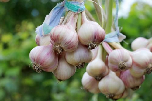 Когда сажать чеснок весной и осенью. Когда сажать чеснок осенью и весной 08 Когда сажать чеснок весной и осенью. Когда сажать чеснок осенью и весной 08