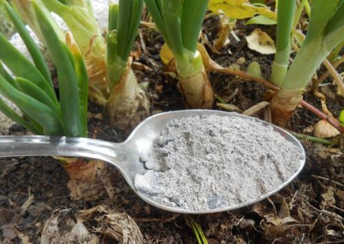 Когда сажать чеснок весной и осенью. Когда сажать чеснок осенью и весной 06 Когда сажать чеснок весной и осенью. Когда сажать чеснок осенью и весной 06