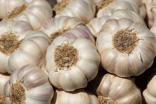 Когда сажать чеснок весной в украине. Выращивание ярового чеснока: 7 важных моментов