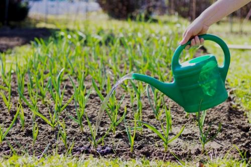 Когда сажать чеснок весной и осенью. Когда сажать чеснок осенью и весной 05 Когда сажать чеснок весной и осенью. Когда сажать чеснок осенью и весной 05
