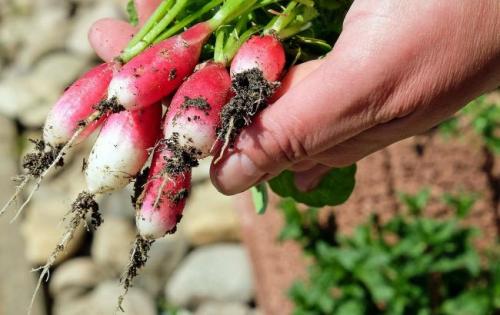 Какие растения не любят золу. Никогда не удобряйте эти растения золой, чтобы не загубить урожай