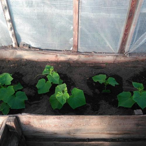 Зола для огурцов при посадке. Правильная подкормка