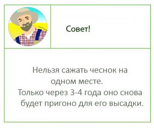 Посадка чеснока осенью под зиму. Посадка чеснока осенью (под зиму), лучшее время