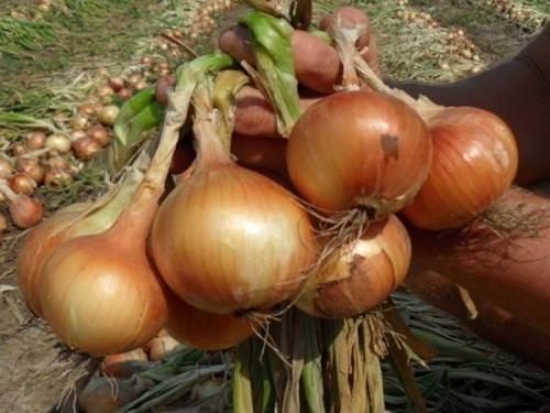 После, каких культур можно сажать чеснок под зиму. После чего сажать чеснок под зиму, чтобы он вырос крупным и здоровым