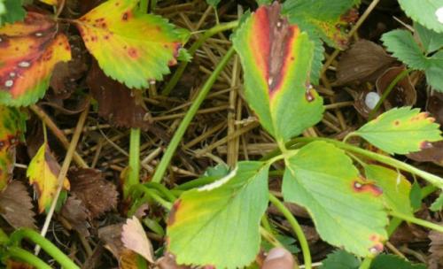 Что можно сажать после клубники и чеснока. Овощные культуры