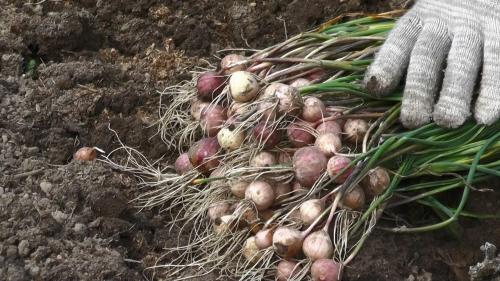 Как сажать чеснок под зиму зубчиками и семенами. Чем озимый чеснок отличается от ярового  03