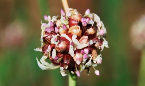 Как сажать чеснок под зиму зубчиками и семенами. Чем озимый чеснок отличается от ярового  05