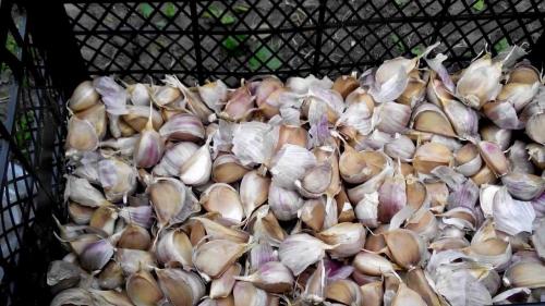 Как сажать чеснок под зиму зубчиками и семенами. Чем озимый чеснок отличается от ярового  04