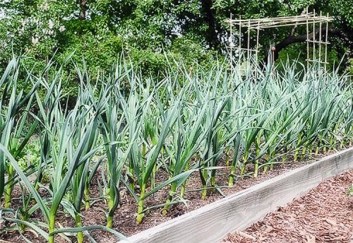 Чеснок агротехника выращивания. Выращивание чеснока в открытом грунте: советы и правила