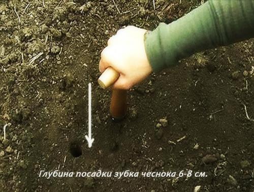 Чеснок агротехника выращивания. Выращивание чеснока в открытом грунте: советы и правила