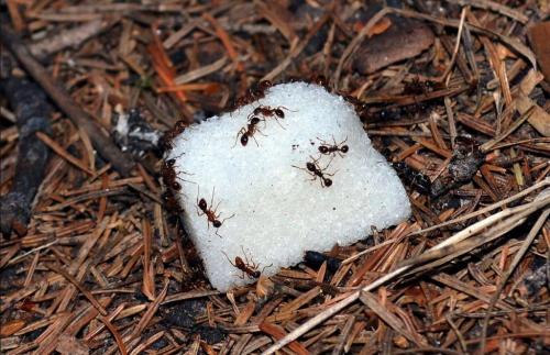 Как избавиться от муравьев на огороде навсегда. Что нужно для борьбы с муравьями в огороде, теплице: средства 07