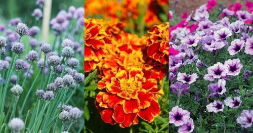 Как избавиться от муравьев на огороде навсегда. Что нужно для борьбы с муравьями в огороде, теплице: средства 05