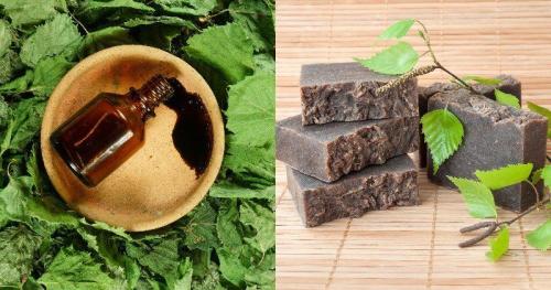 Как избавиться от муравьев на огороде навсегда. Что нужно для борьбы с муравьями в огороде, теплице: средства 03