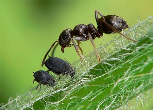 Как бороться с муравьями на садовом участке. Вред от садовых муравьев