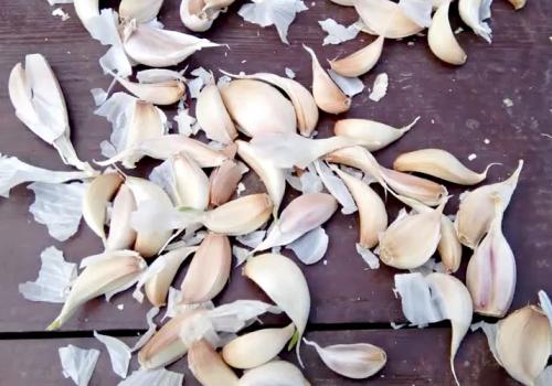 Как подготовить чеснок к посадке весной. Посадка чеснока на головку весной в открытый грунт