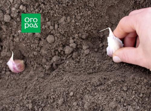 Как правильно сажать чеснок под зиму. Добавление статьи в новую подборку 03