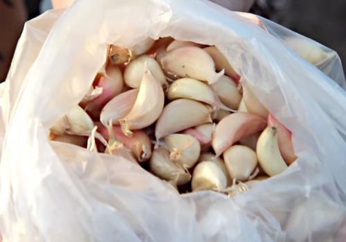 Как подготовить чеснок к посадке весной. Посадка чеснока на головку весной в открытый грунт