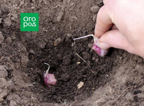 Как правильно сажать чеснок под зиму. Добавление статьи в новую подборку 04