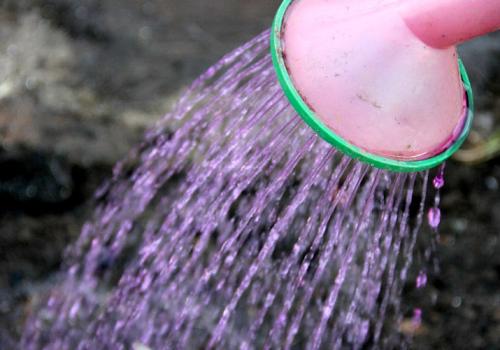 Как подготовить чеснок к посадке весной. Посадка чеснока на головку весной в открытый грунт