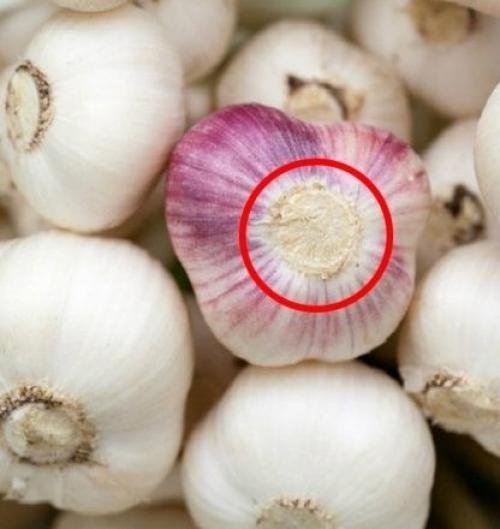 Посадка чеснока весной в открытый грунт и уход за ним. Посадка чеснока на головку весной в открытый грунт 10 Посадка чеснока весной в открытый грунт и уход за ним. Посадка чеснока на головку весной в открытый грунт 10