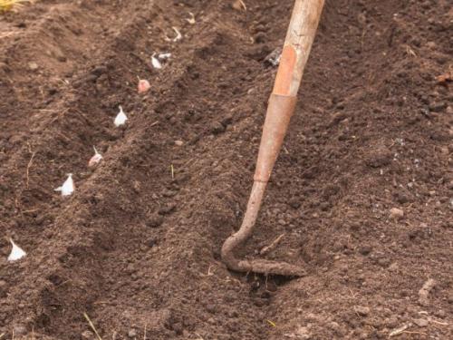 После чего сажать чеснок весной. После чего сажают чеснок