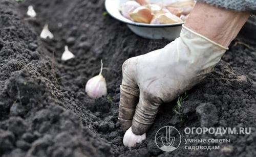 Можно ли сажать чеснок после картошки. Благоприятные «предшественники»