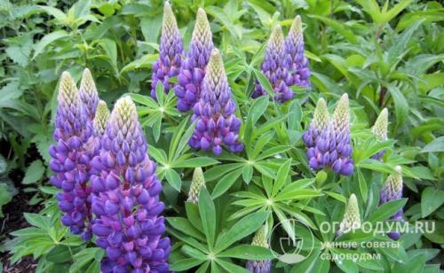 Можно ли сажать чеснок после картошки. Благоприятные «предшественники»