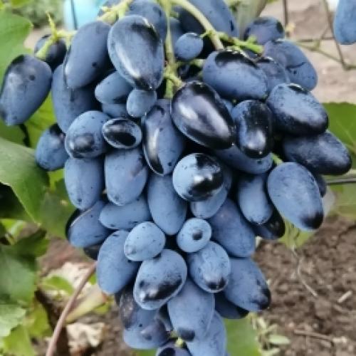 Каталог винограда. Каталог